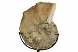 Cretaceous Ammonite (Mammites) With Metal Stand - Morocco #164233-2